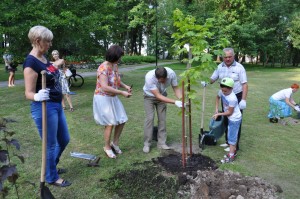 S_Rimsa_Koku_stadisanas_tradicija_2015 (10)
