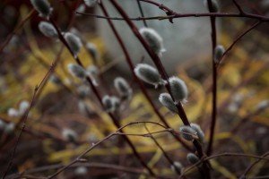 Baudam_Lieldienas_Ludza____)_2